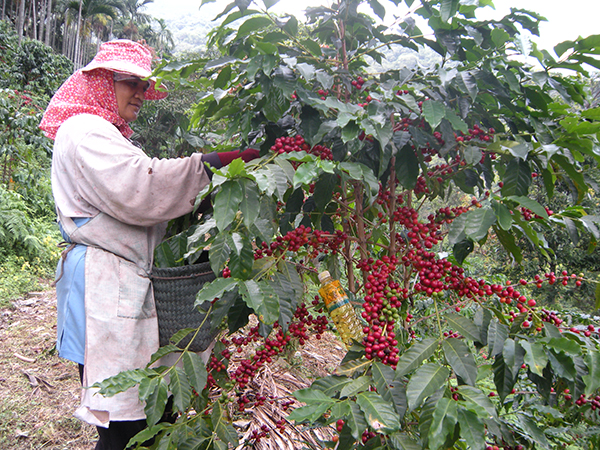 阿拉卡比咖啡豆、咖啡树