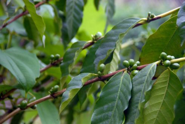 利比里亚咖啡豆