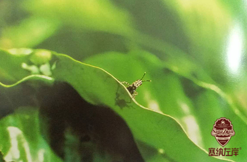 咖啡种植常见虫害