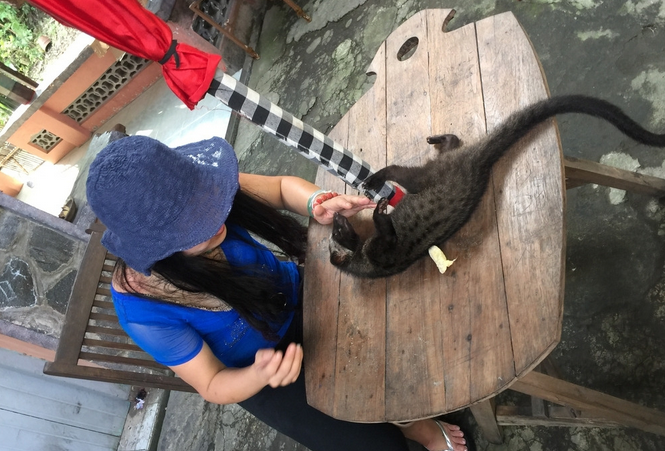 猫屎咖啡的种类与由来