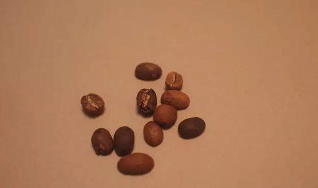 咖啡豆分级,指标,咖啡豆